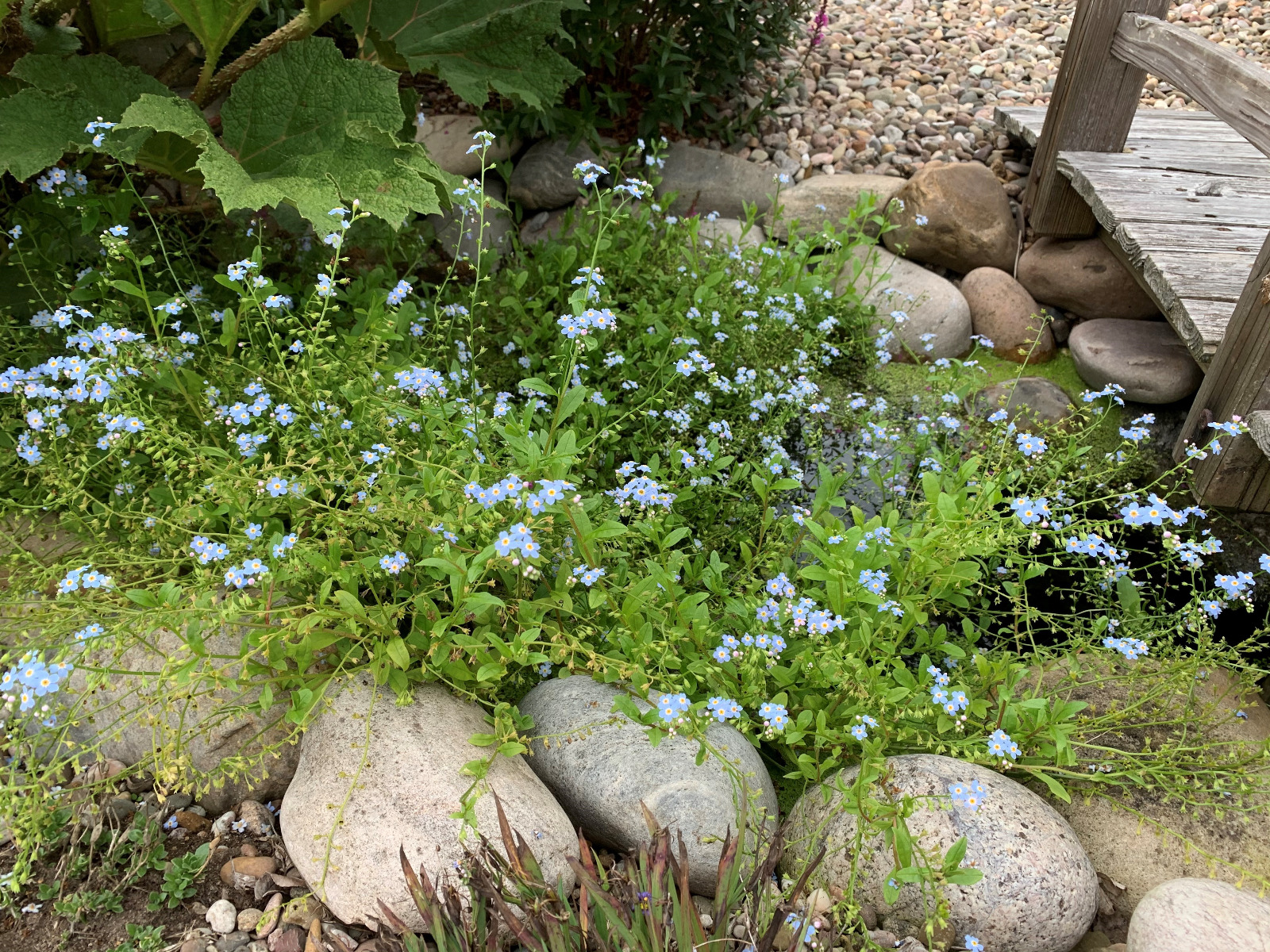 Pond plants with blue flower Maidenhead Aquatics