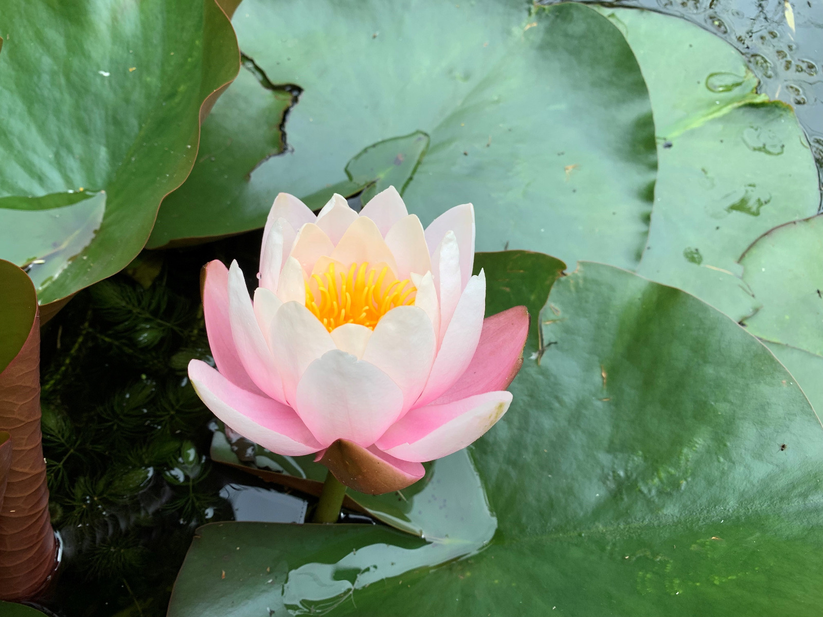 lily pond plant - Maidenhead Aquatics
