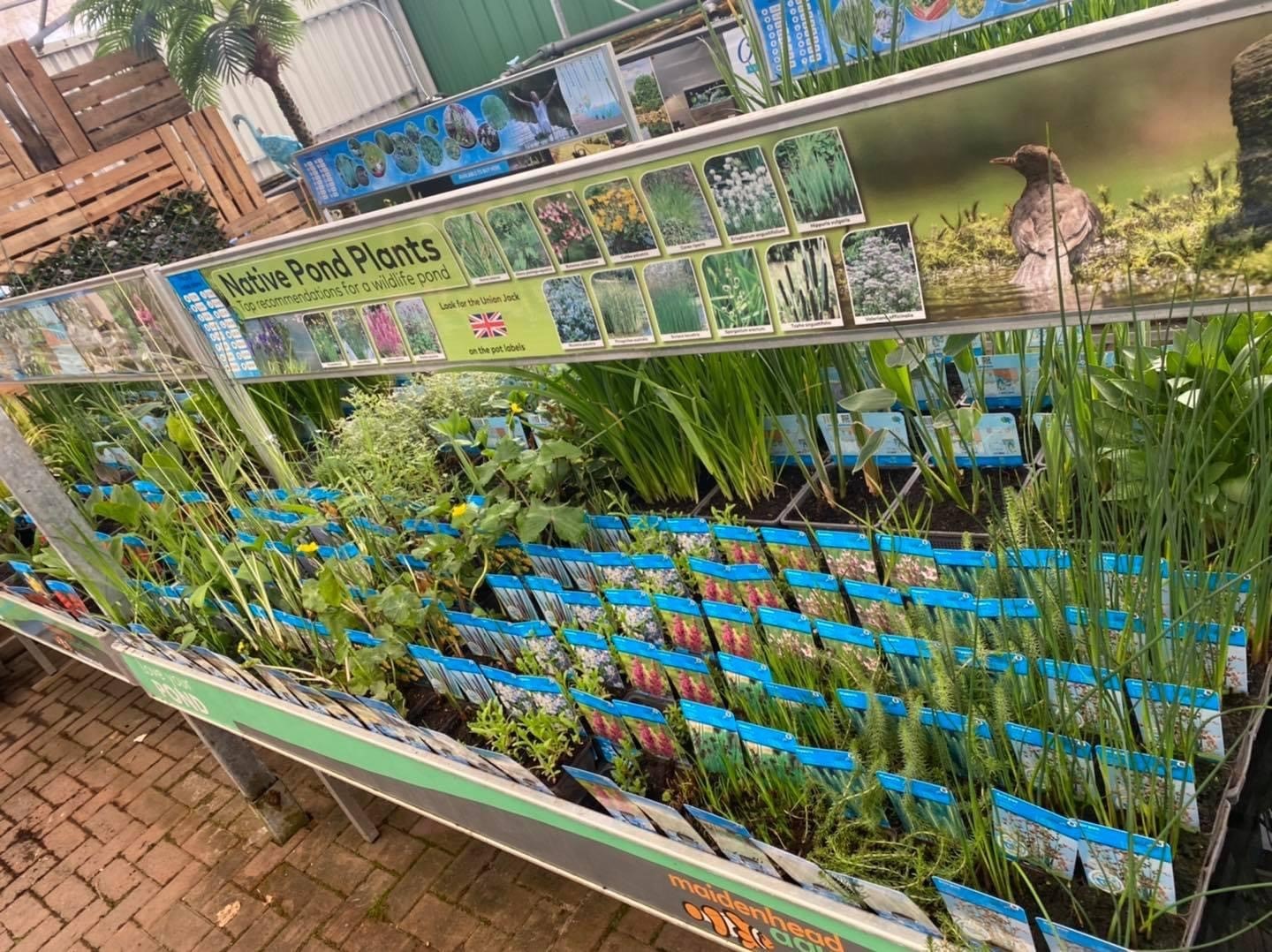 pond plants in maidenhead aquatics store