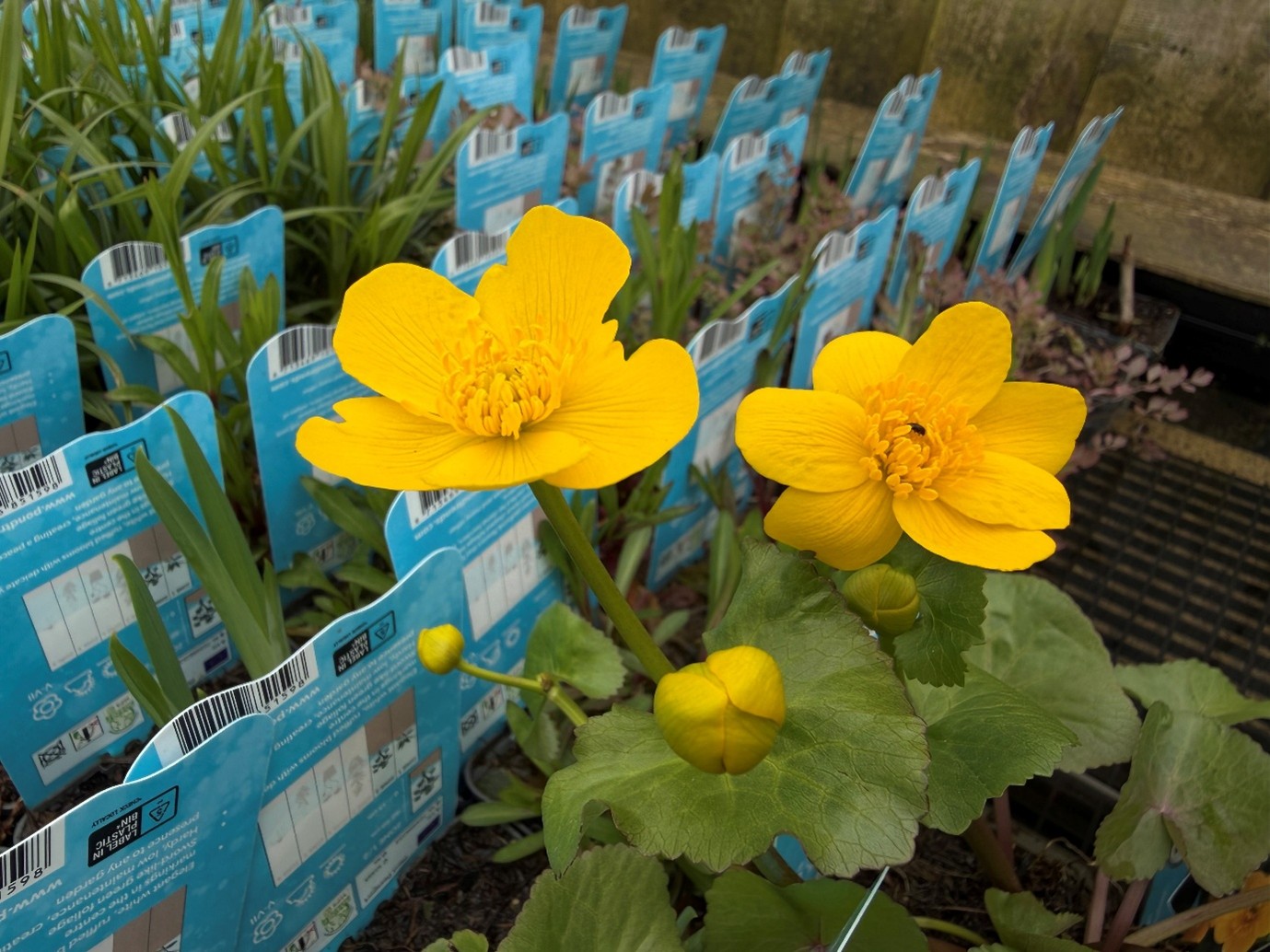 King cup (Caltha palustris)