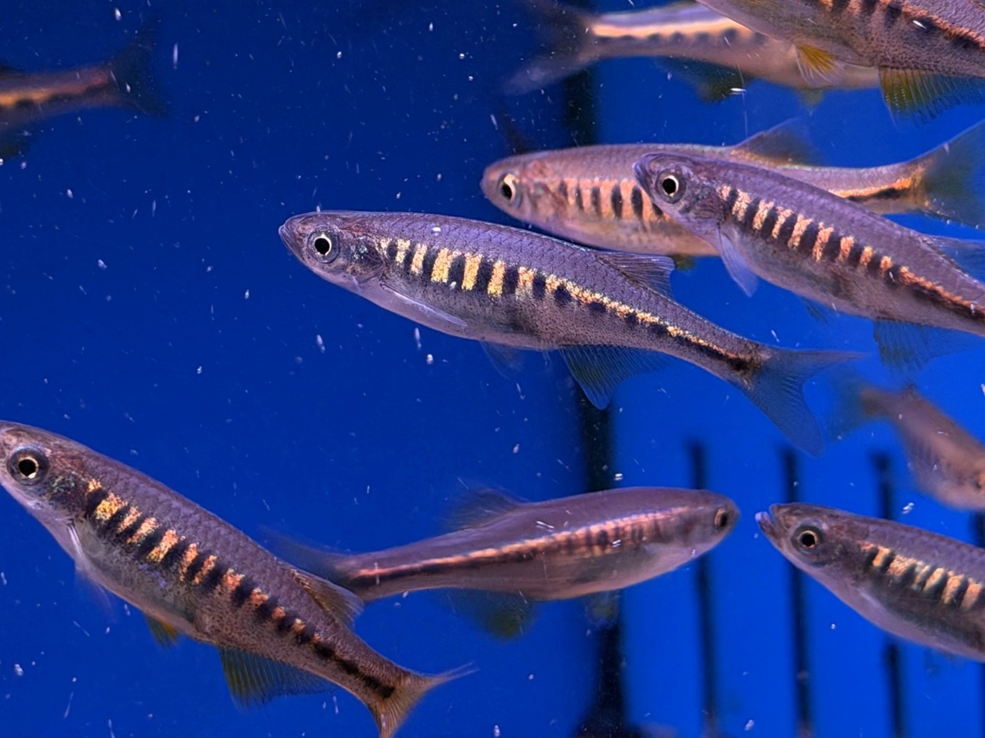 Lake Inle Danio (Inlecypris auropurpureus)
