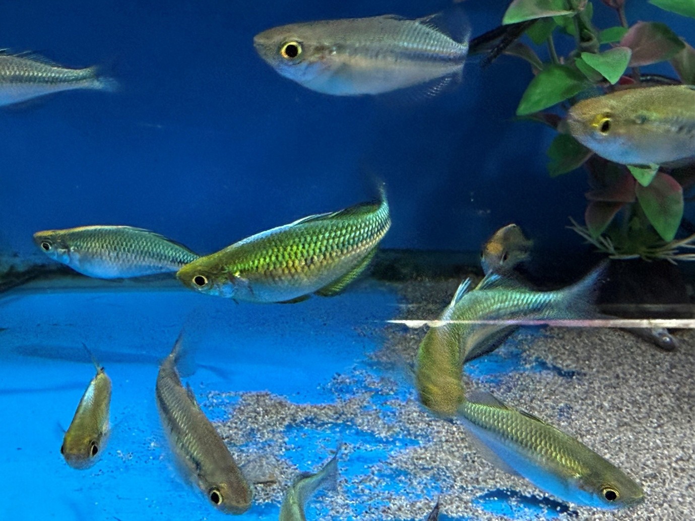  Blue or Lake Kutubu rainbowfish - Maidenhead Aquatics
