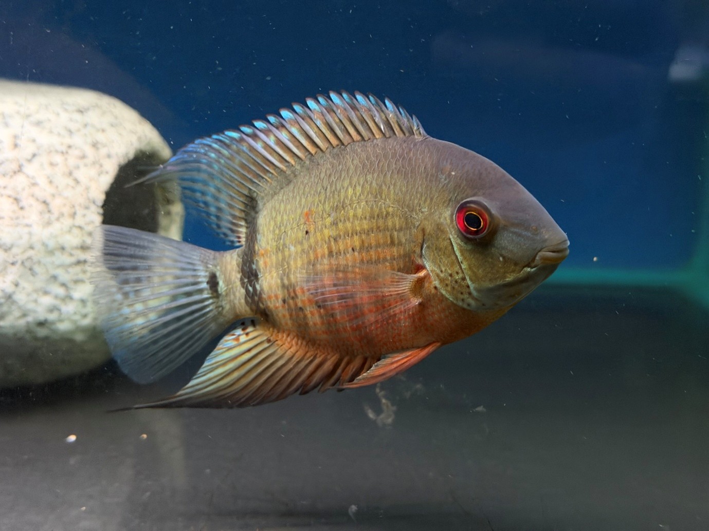 Mouthbrooding severum (Heros liberifer)