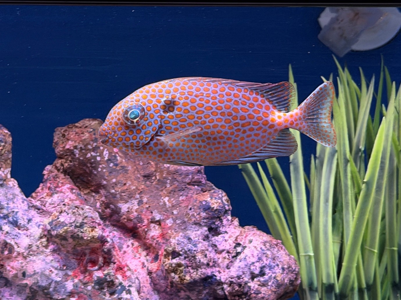 Orangespot rabbit (Siganus punctatus):