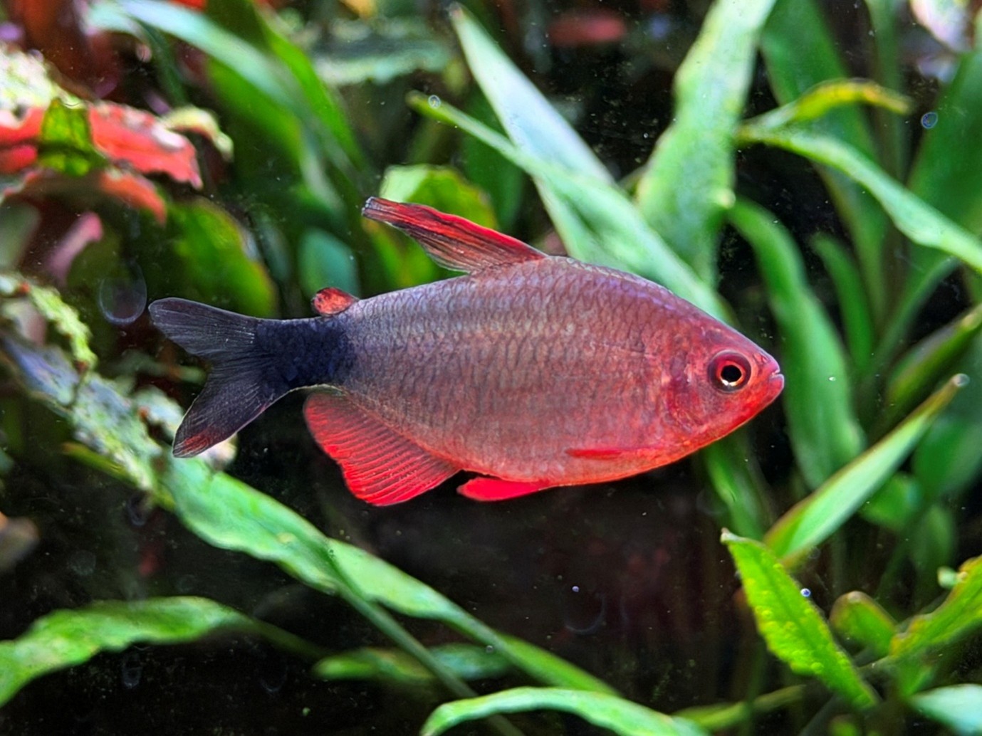 Peugeot tetra (Hyphessobrycon peugeoti)