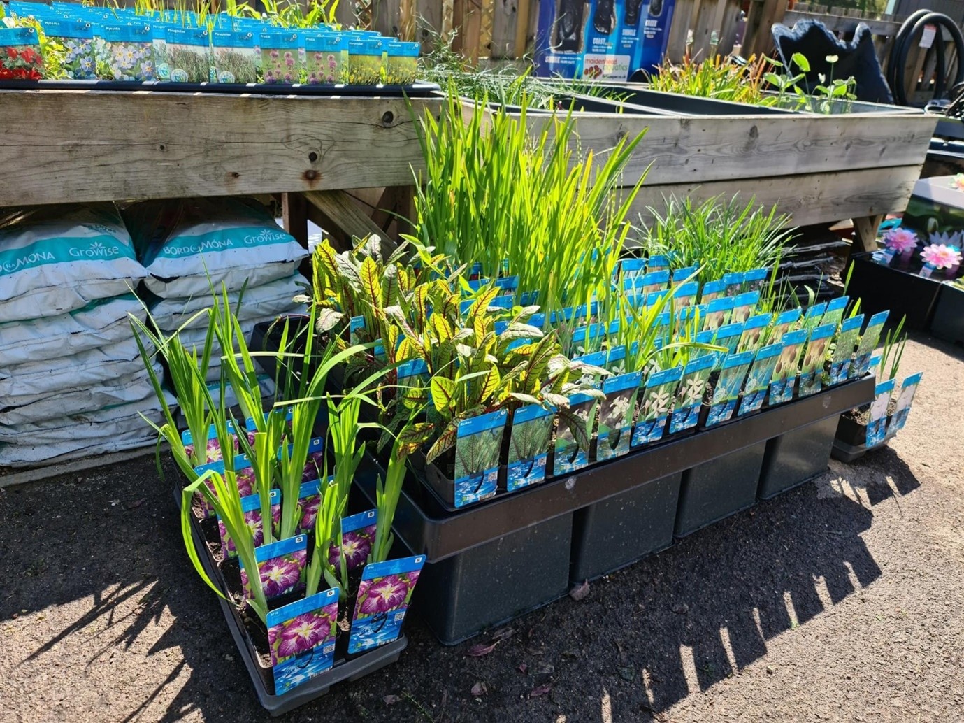 Pond plants at Maidenhead Aquatics store