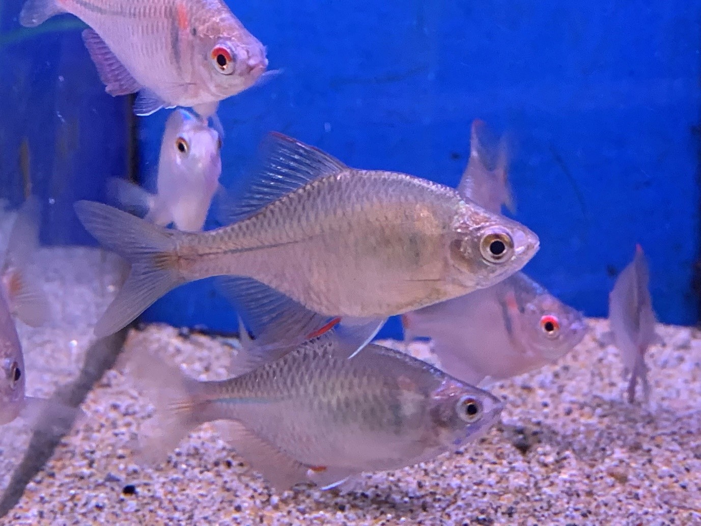 rosy bitterling fish - maidenhead aquatics