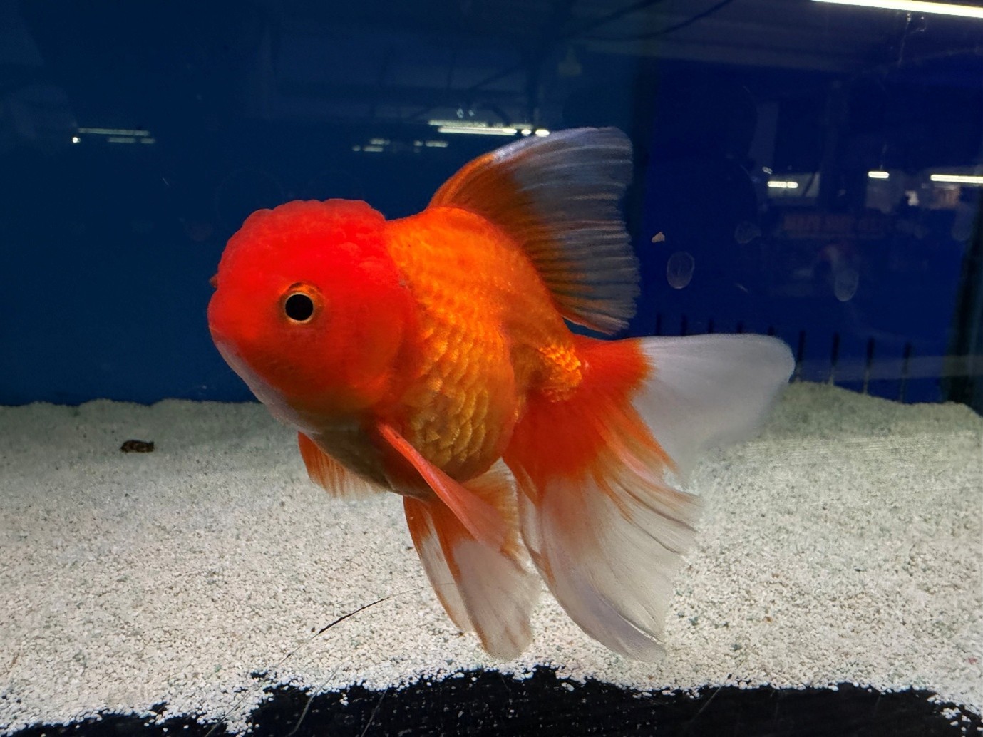 Classic Red Oranda - Maidenhead Aquatics - Fish Glossary
