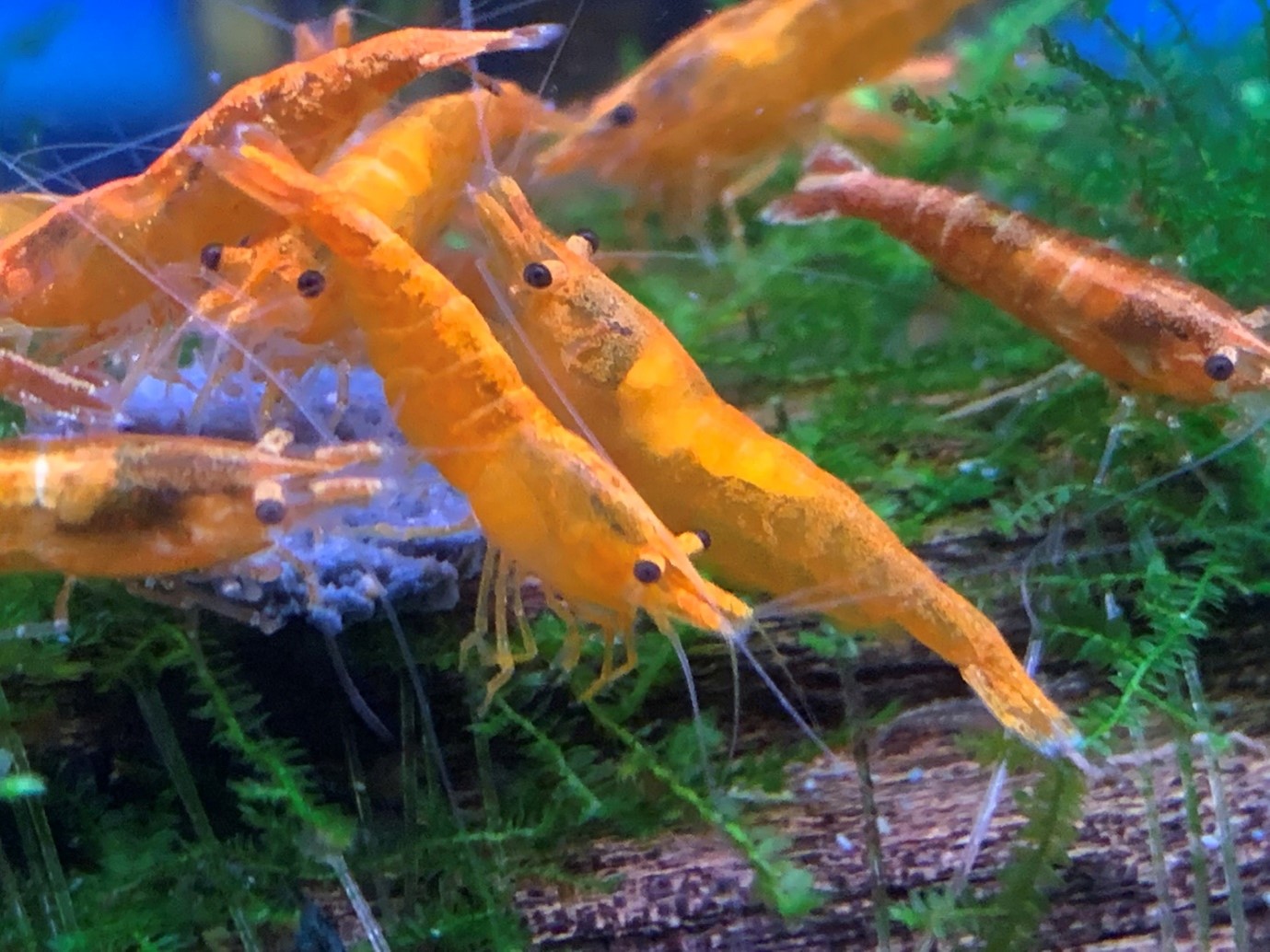 Orange Sakura shrimps - Maidenhead Aquatics Thornbury