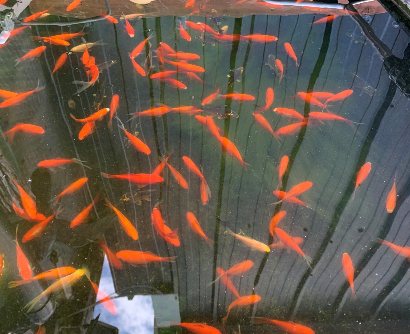 Goldfish (Carassius auratus). Hardy, colourful, easy to breed and inexpensive; goldfish have all the virtues that make them the classic pond fish 