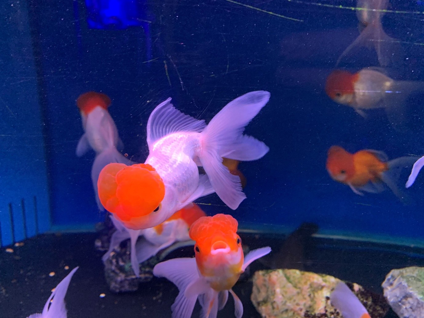 Orandas are familiar fancy goldfish at Maidenhead Aquatics