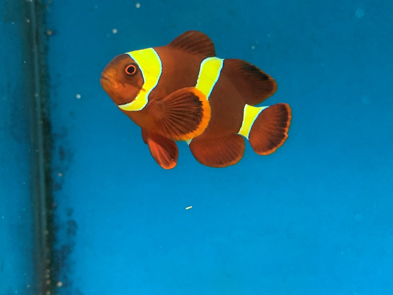 Gold-striped maroon clown, Amphiprion biaculeatus, at Maidenhead Aquatics