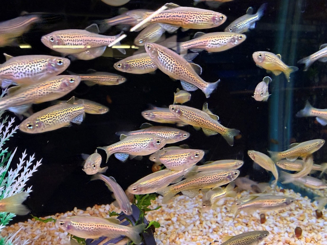 Leopard Danio - Maidenhead Aquatics - Fish Glossary