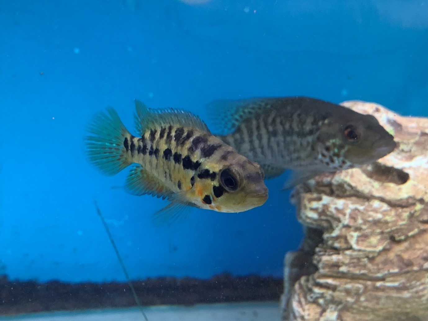 Red tiger motaguense (Parachromis motaguensis) - Freshwater Cichlids