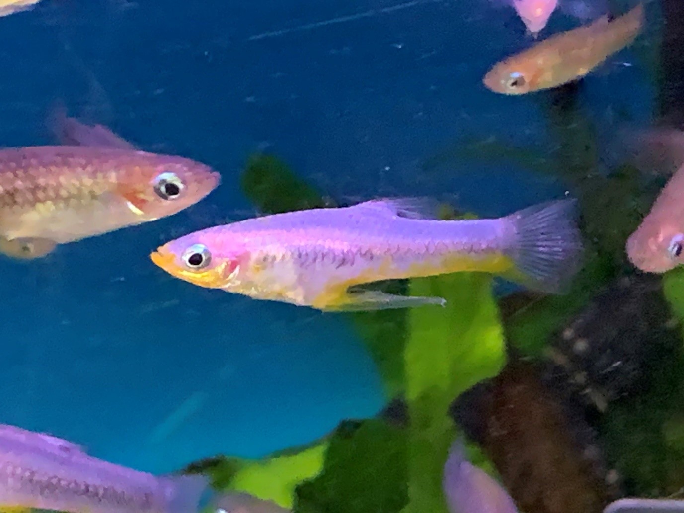 black chin livebearer fish - maidenhead aquatics