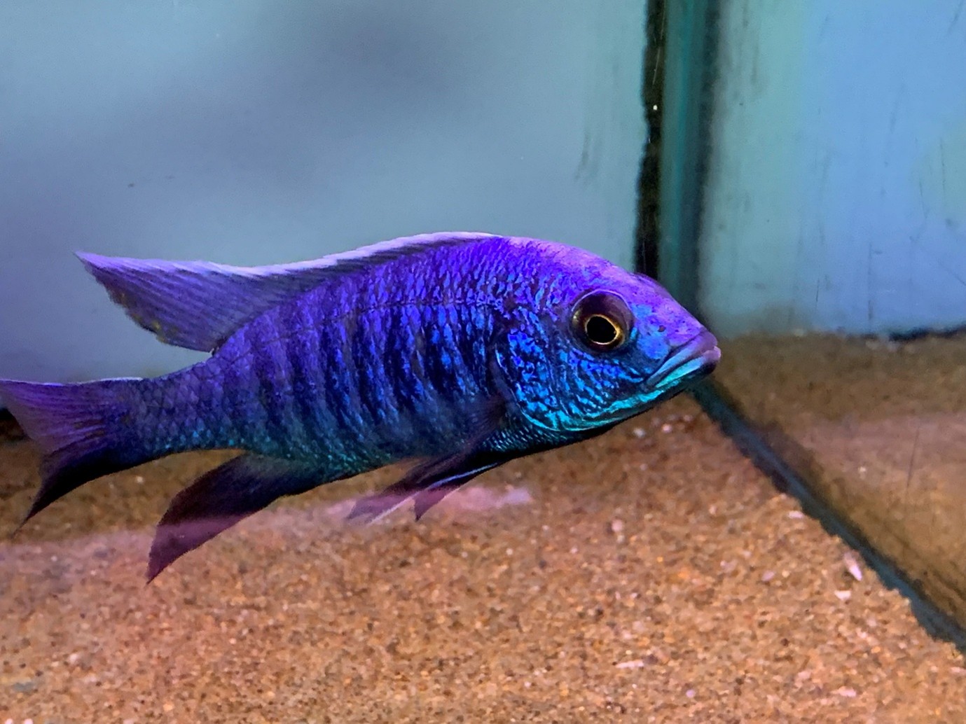 . One of the most dazzling is the Electric blue hap (Sciaenochromis fryeri) which has long been misidentified as ahli. 