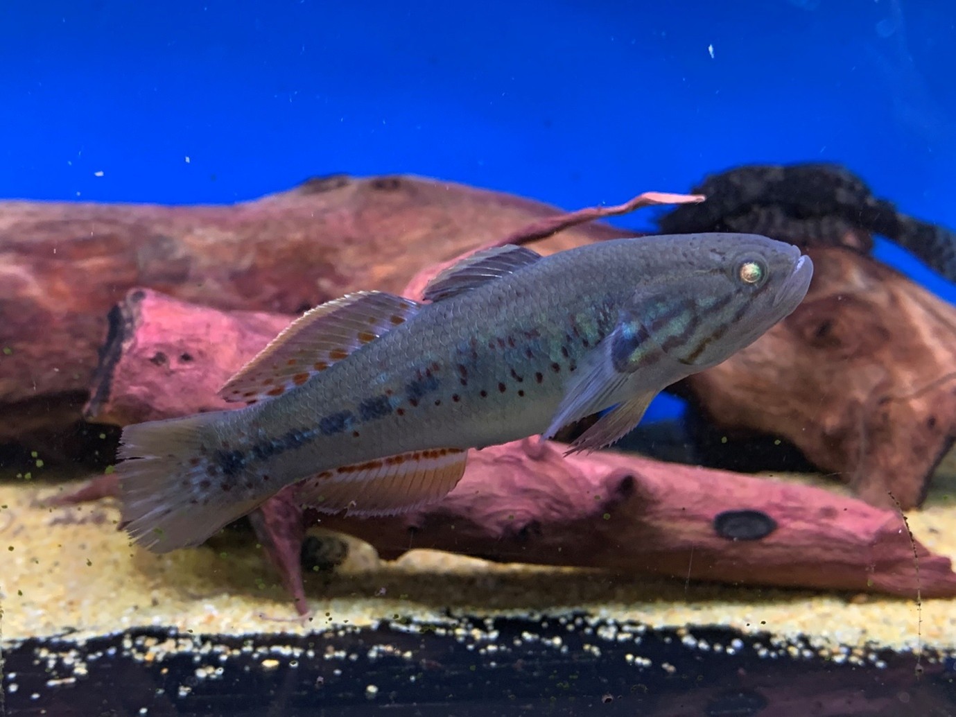 Purple-spotted gudgeon (Mogurnda adspersa) at Maidenhead Aquatics