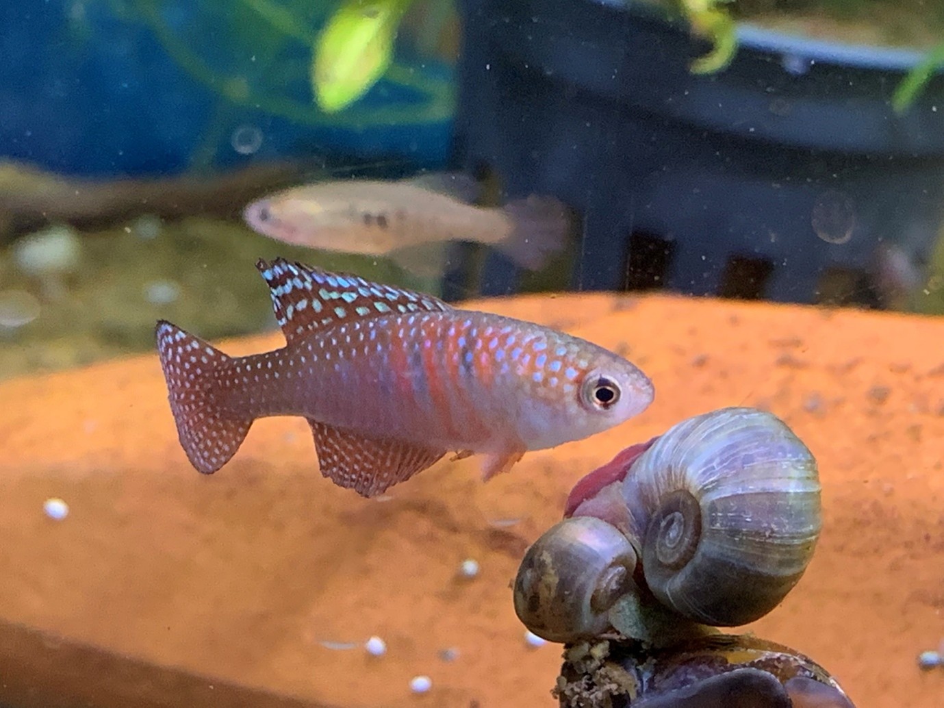 Picturatus killies, Hypsolebias picturatus, at Maidenhead Aquatics