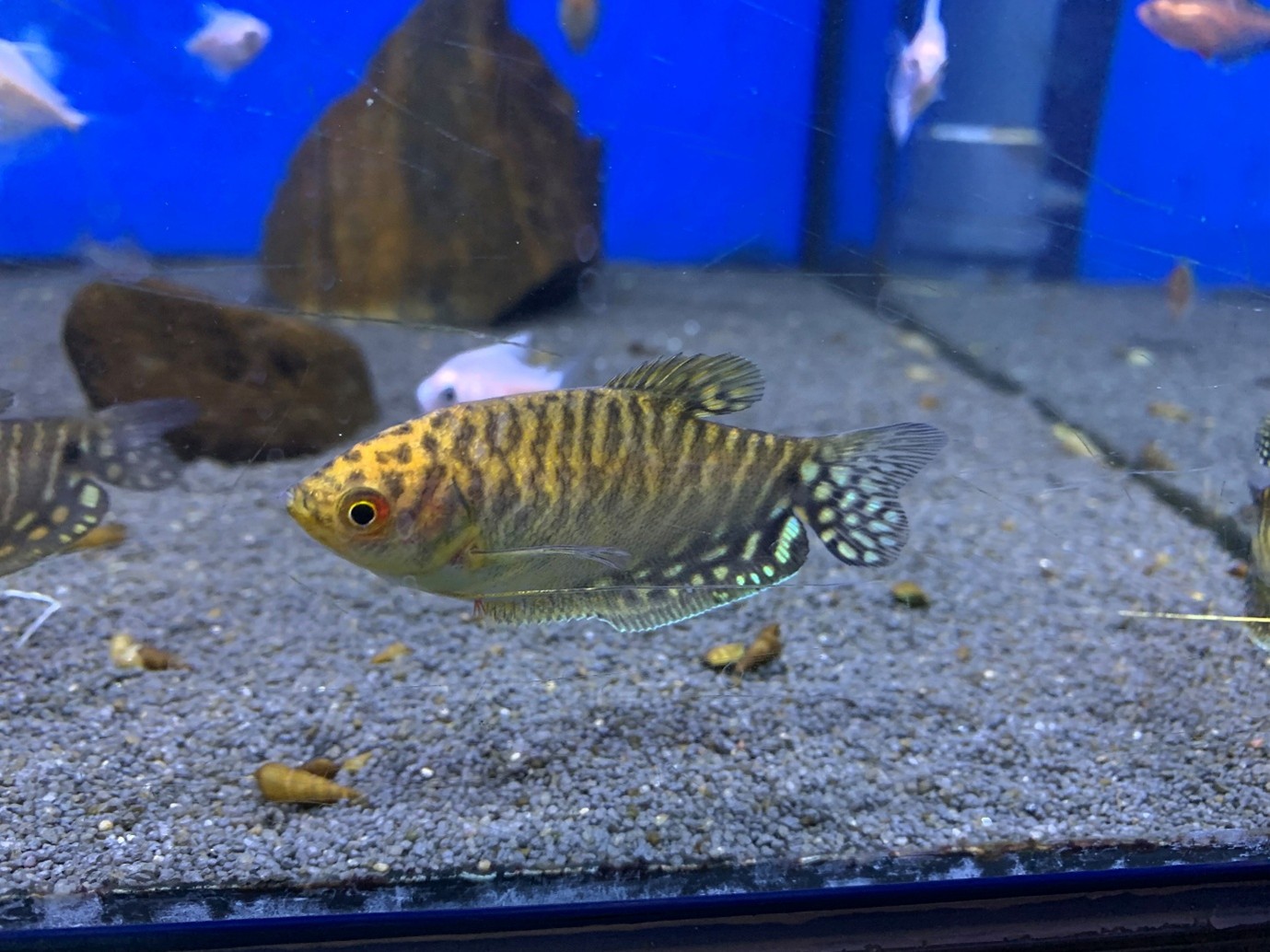 . A captive bred colour form of the Blue gourami (Trichopodus trichopterus) these fish show the same tiger stripes 