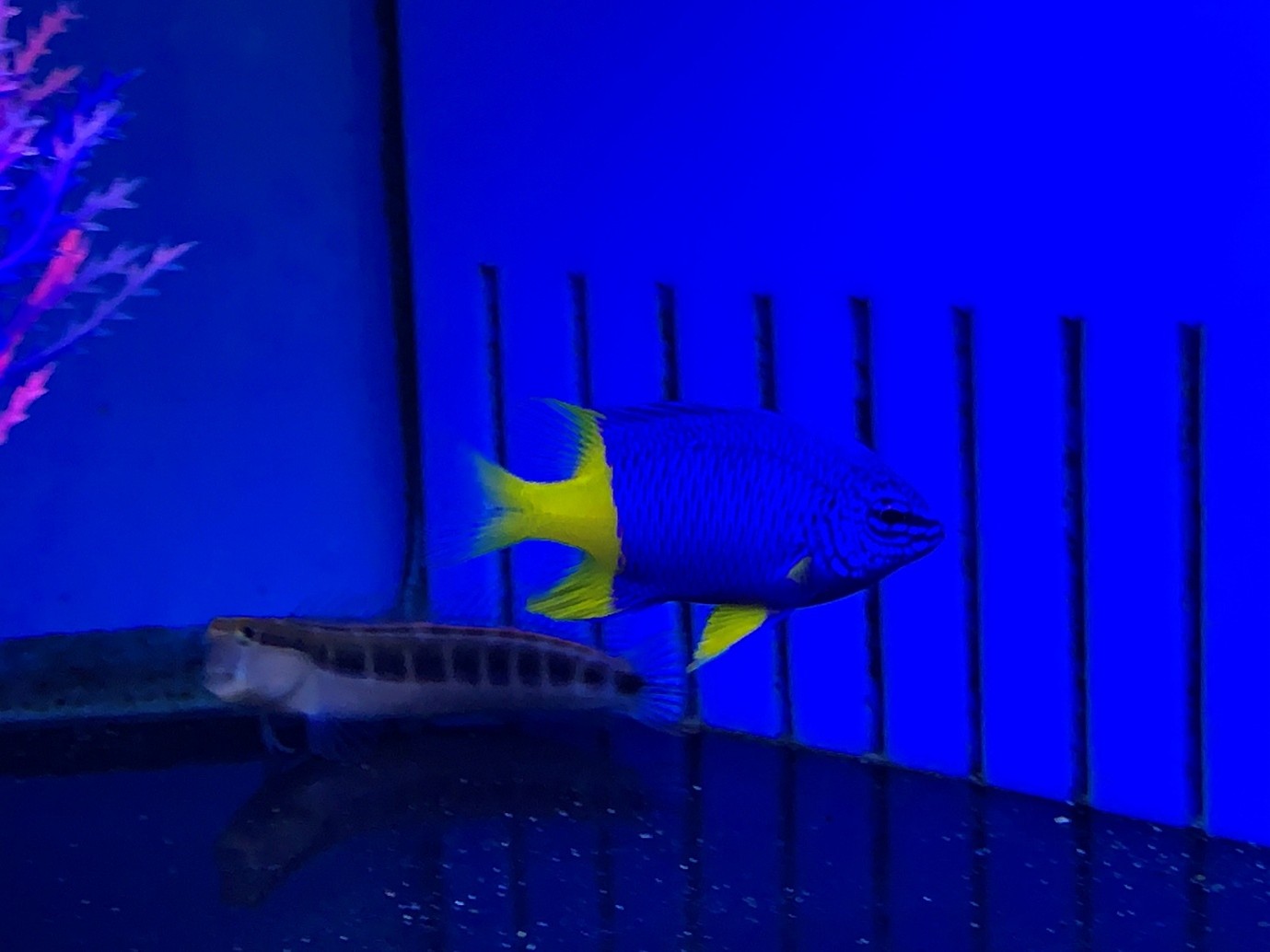 Emperor damsel (Chrysiptera arnazae) at Maidenhead Aquatics