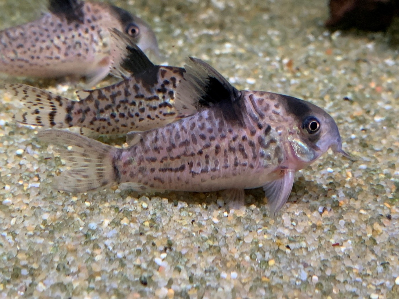 Blackfin corys, Hoplisoma leucomelas, at Maidenhead Aquatics