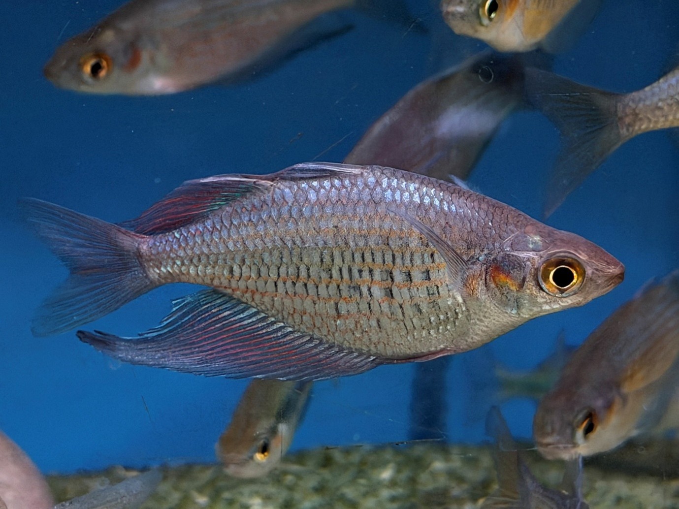 Lake Wanam Rainbows (Glossolepis wanamensis) - Maidenhead Aquatics - Fish Glossary