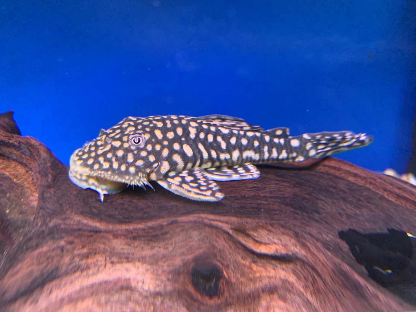 With a body plan reminiscent of a Bulldog plec, the Slate Plec (Pseudancistrus genisetiger) is a Brazilian native that hails from a habitat where water flow changes dramatically 