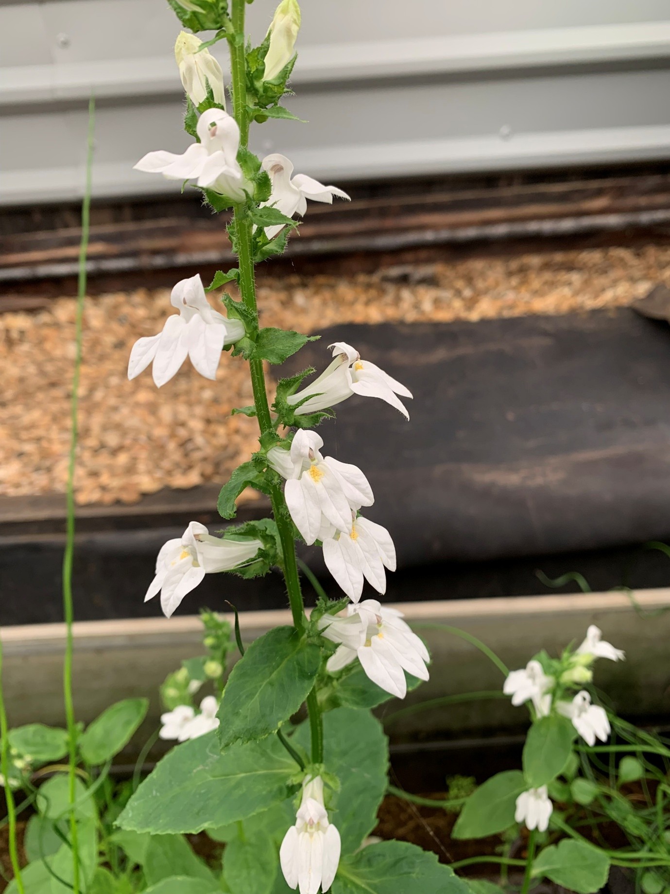 White cardinal flower (Lobelia siphilitica ‘Alba’) at Maidenhead Aquatics