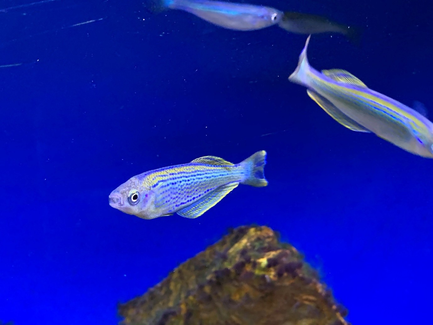Tanganyikan killifish, Lamprichthys tanganicanus, at Maidenhead Aquatics