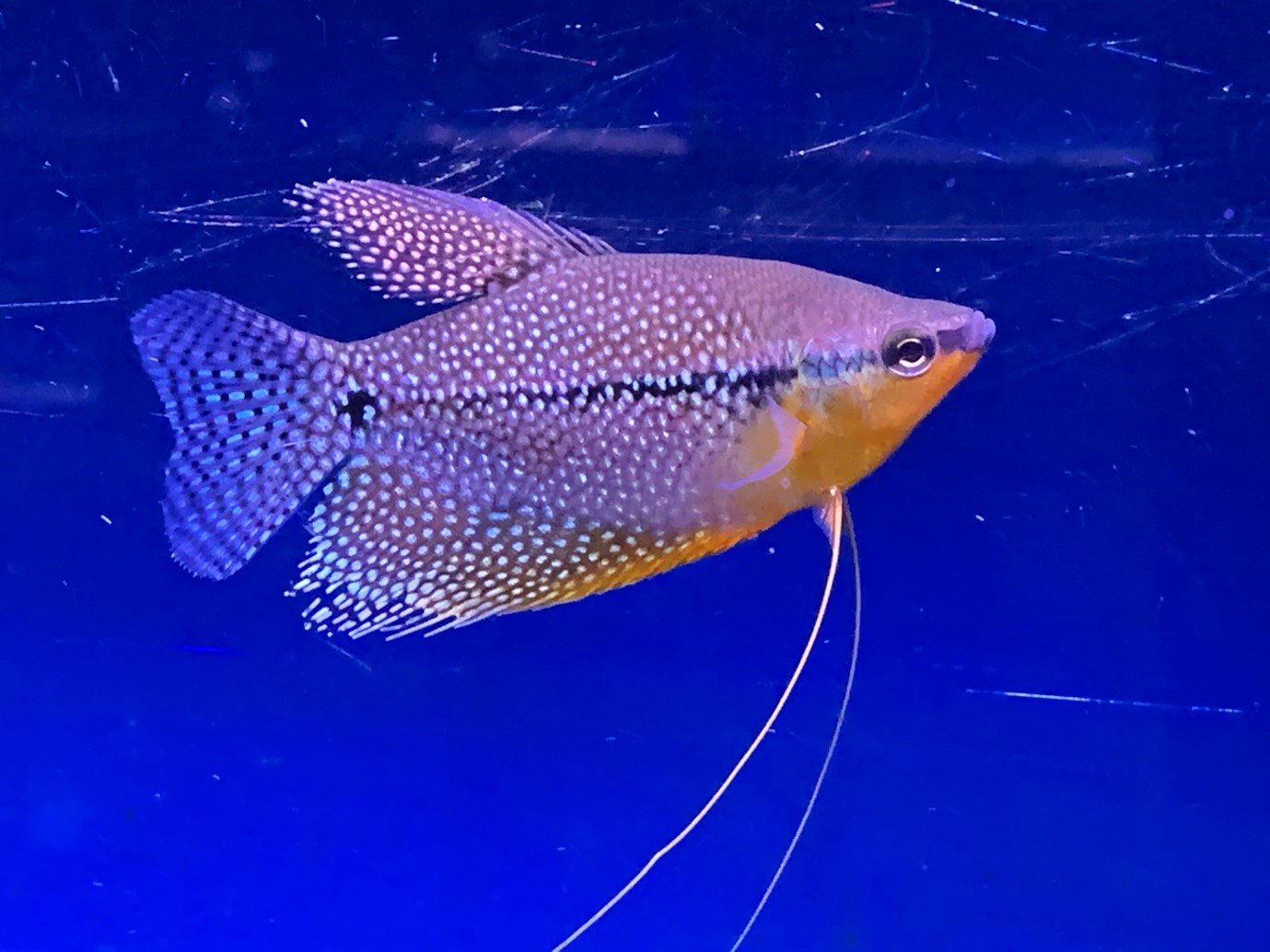Pearl gourami (Trichopodus leerii) - Freshwater Fish