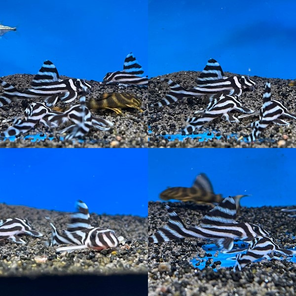 Zebra Plec fish - Reefkeeper Moss End