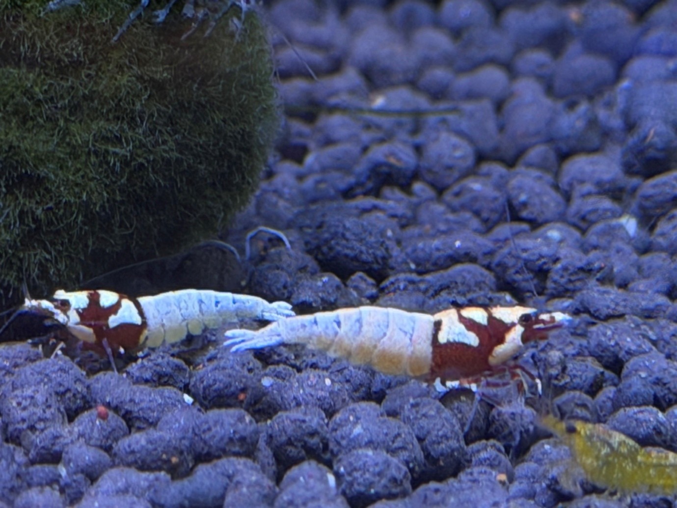 Pinto spotted shrimp 