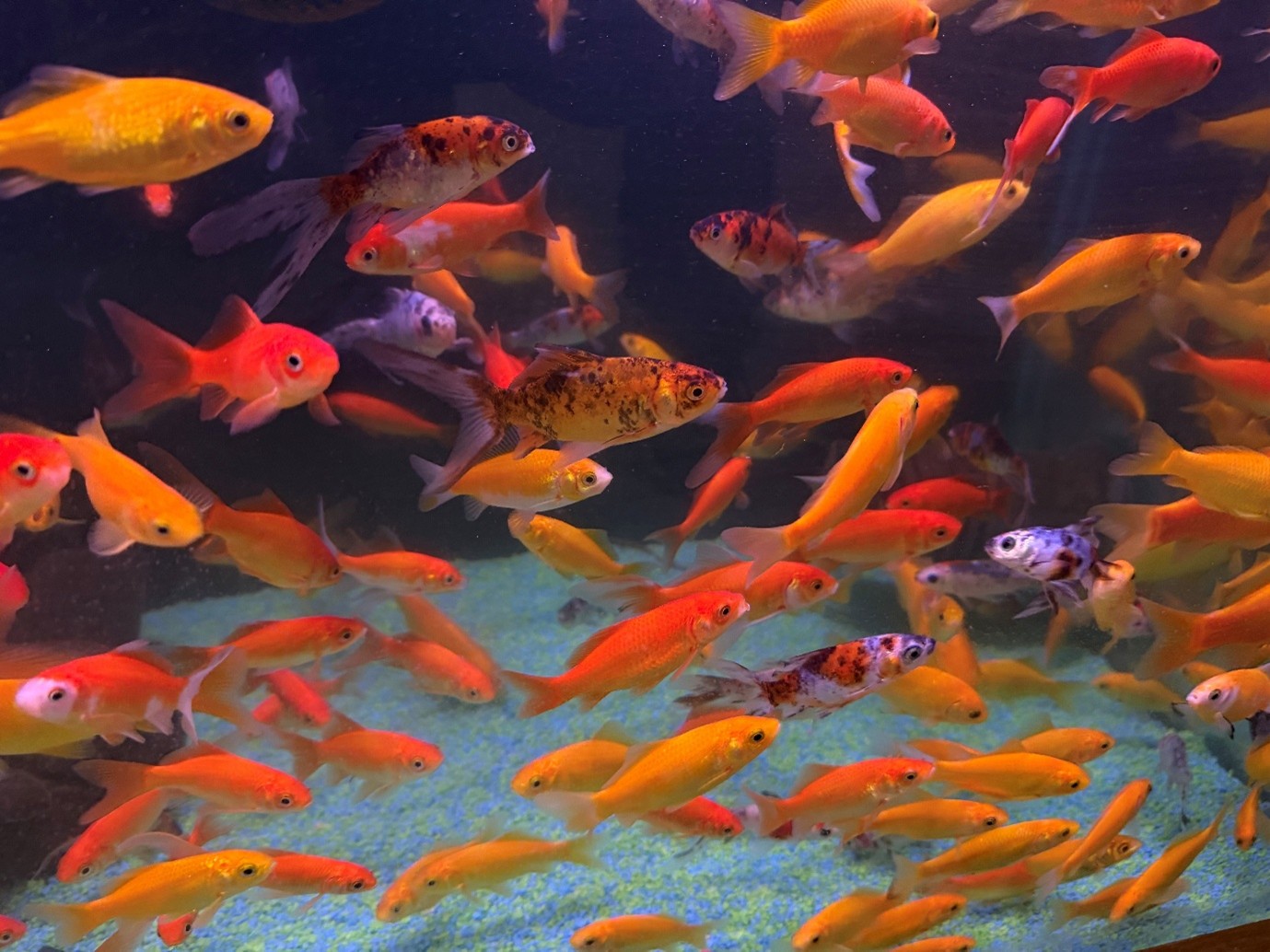 Goldfish can make excellent aquarium fish