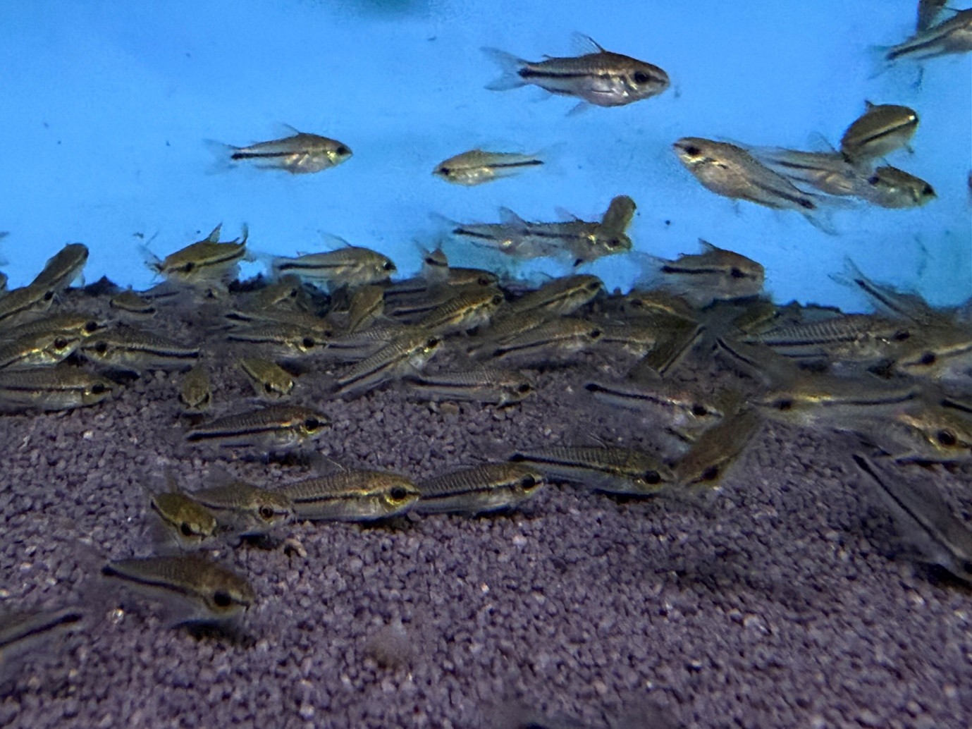 Pygmy corys (Gastrodermus pygmaeus) - Maidenhead Aquatics