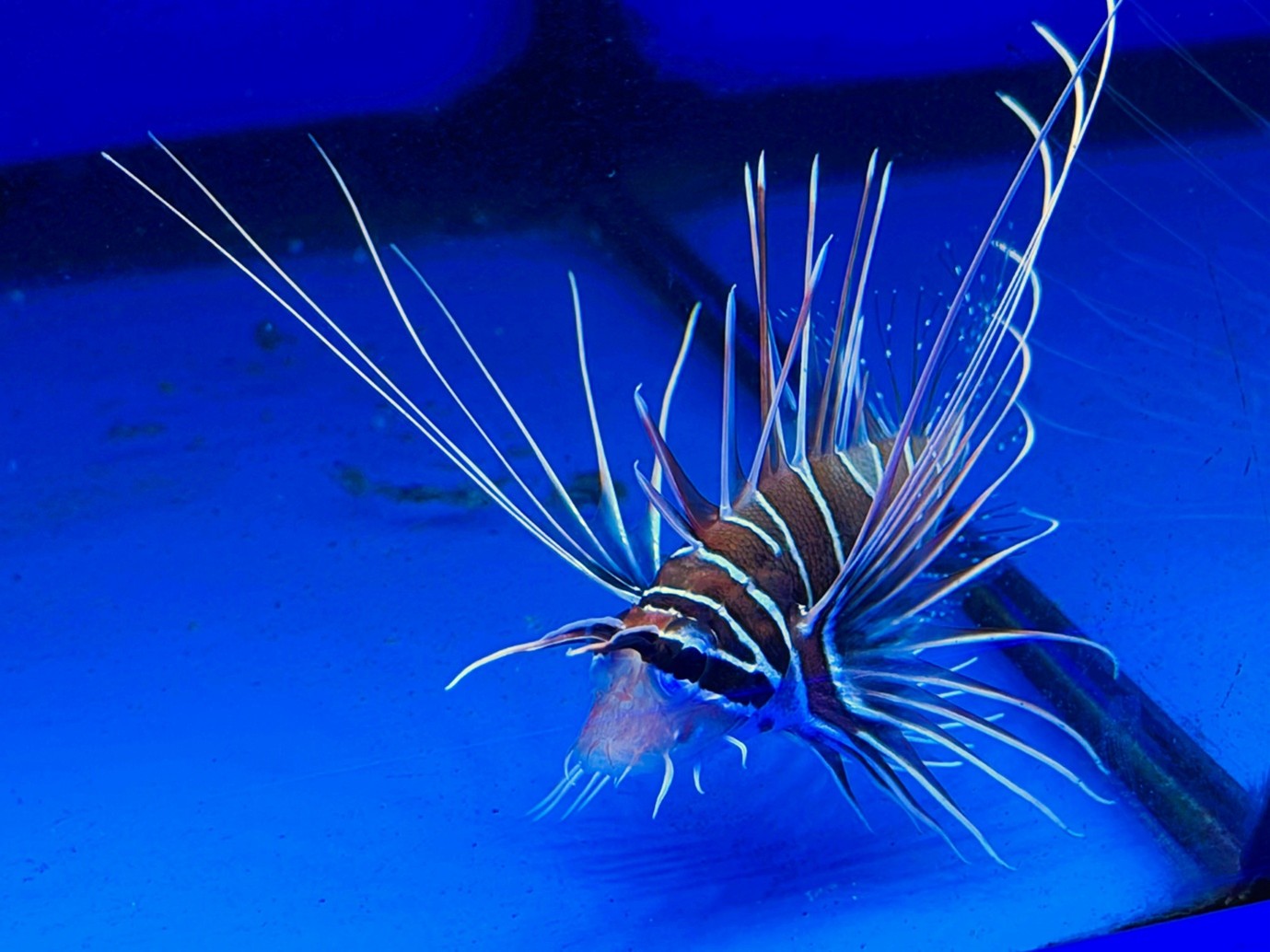 Radiata lion (Pterois radiata) - Maidenhead Aquatics