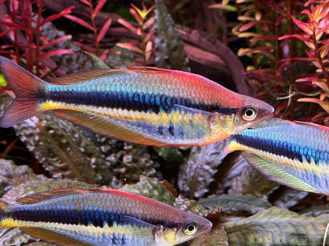 Red Wapoga rainbows (Chilatherina alleni ‘Wapoga red’)