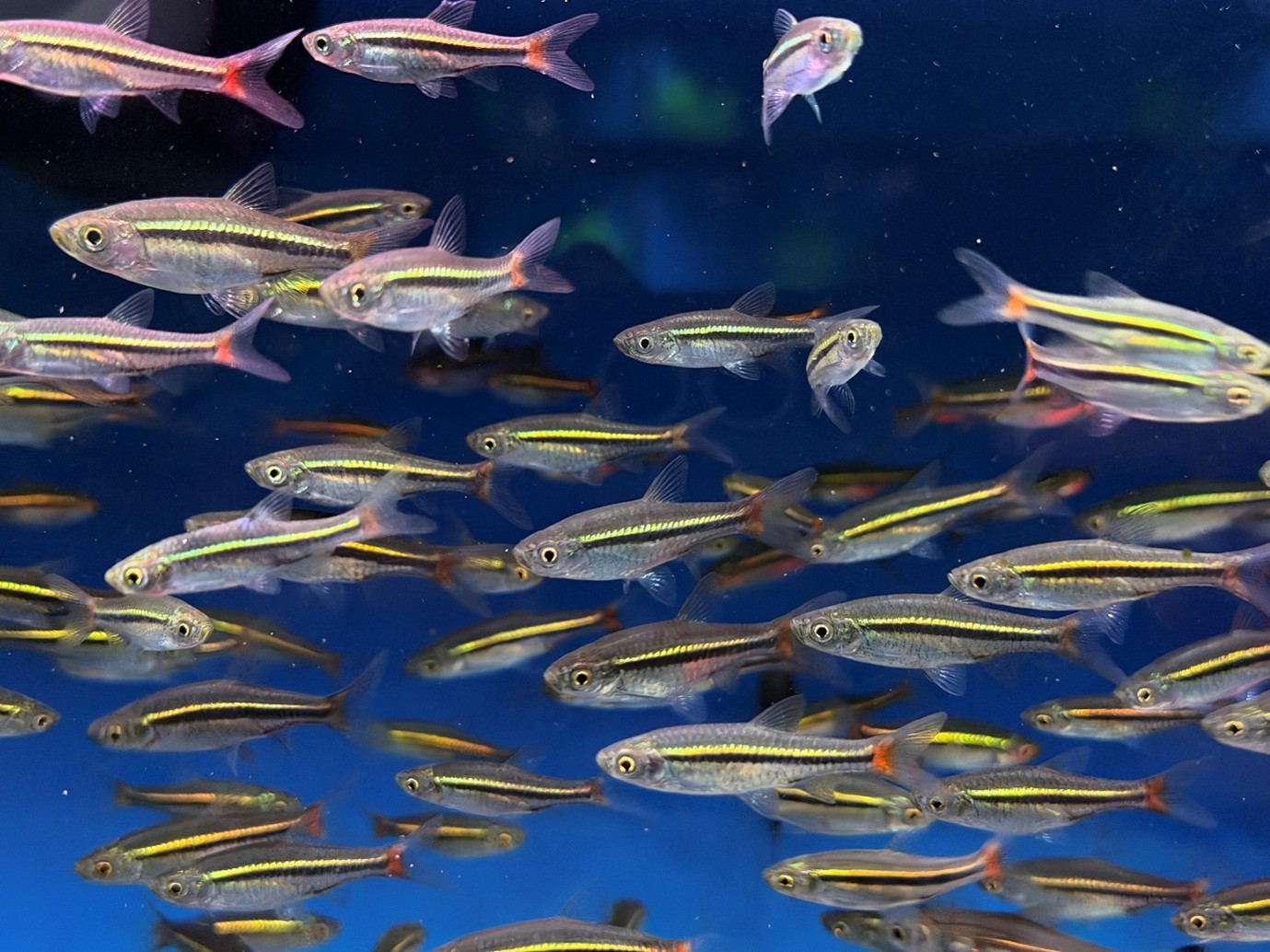 Red-tailed rasbora (Rasbora borapetensis) 