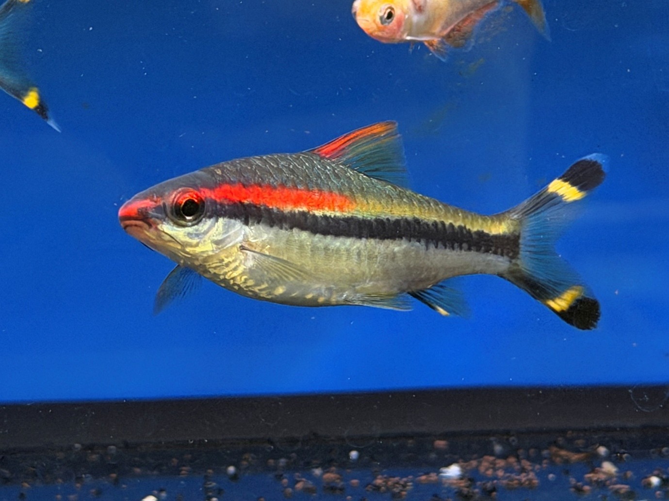 Redline torpedo barb (Sahyadria denisonii) - Maidenhead Aquatics