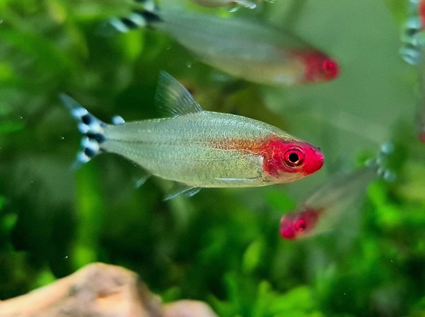 Rummynose tetras (Petitella bleheri) at Maidenhead Aquatics