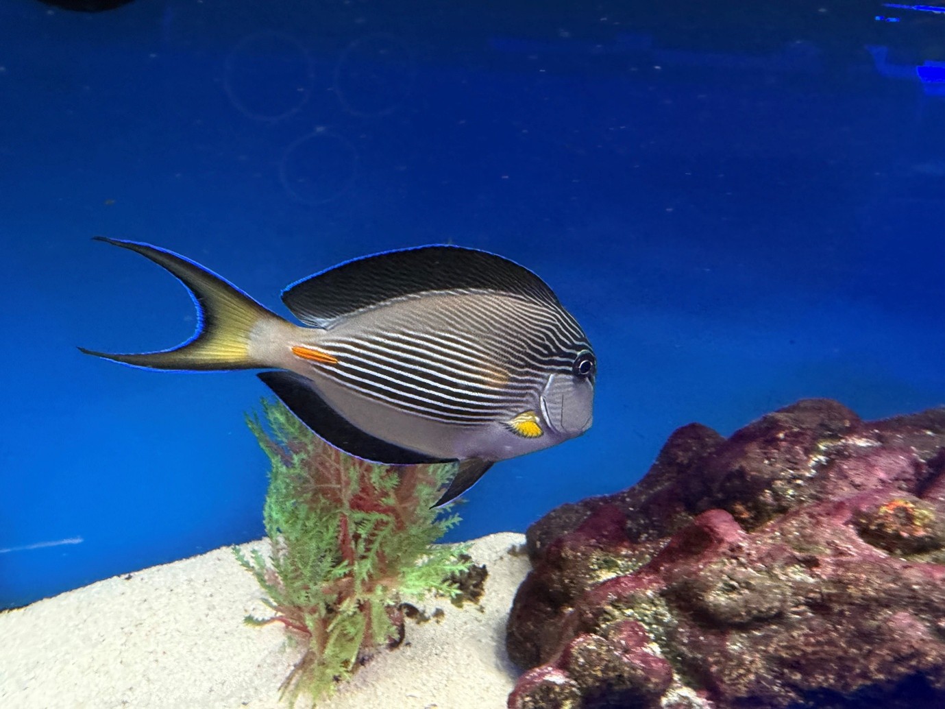 Sohal tang (Acanthurus sohal). 