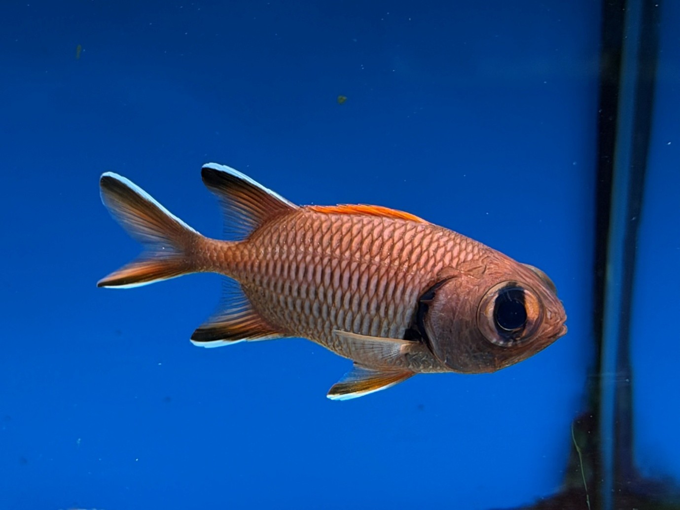 Soldierfishes (Myripristes spp.) 