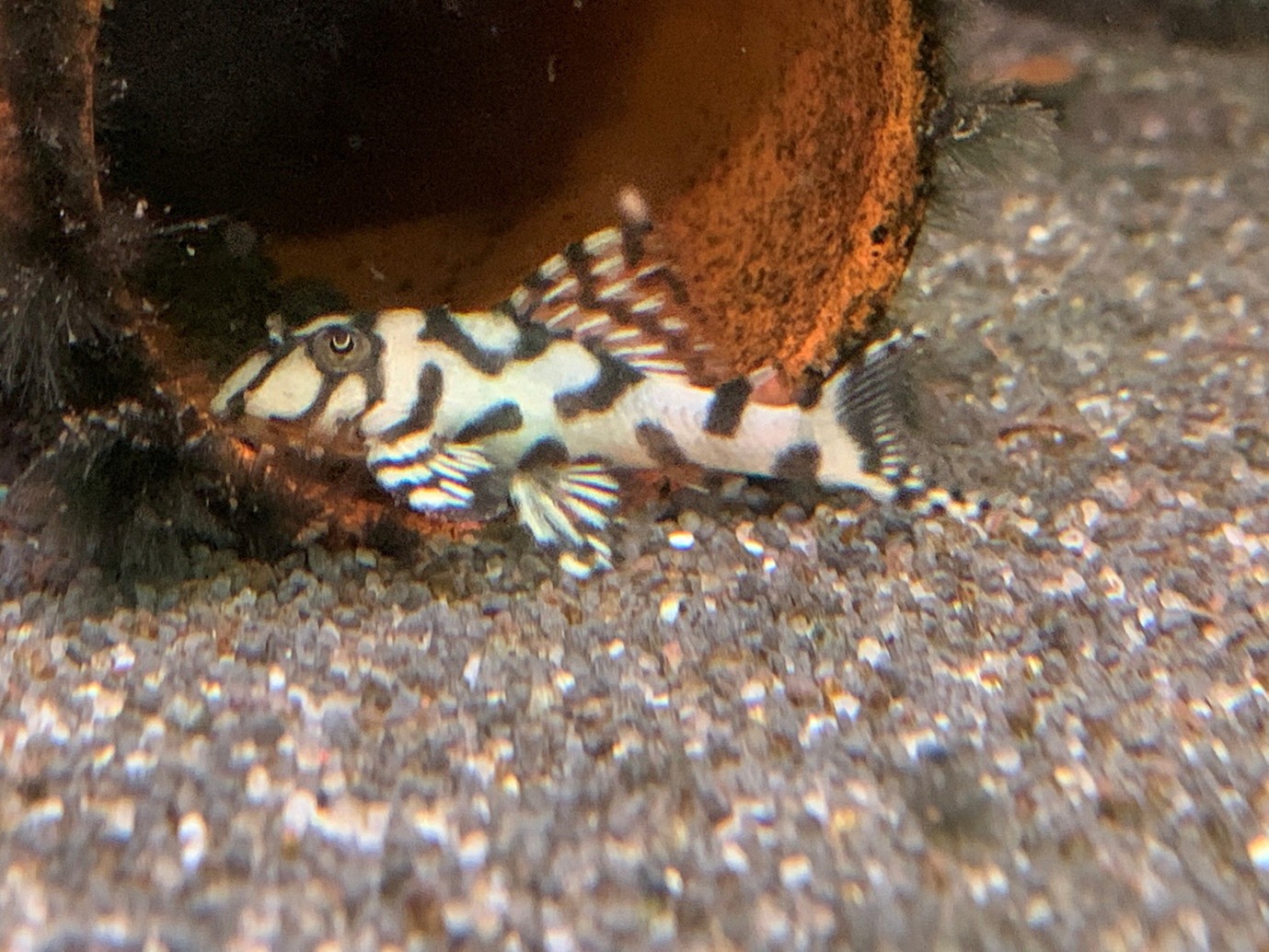 Super white cracked zebra plec L236 (Hypancistrus seideli) 