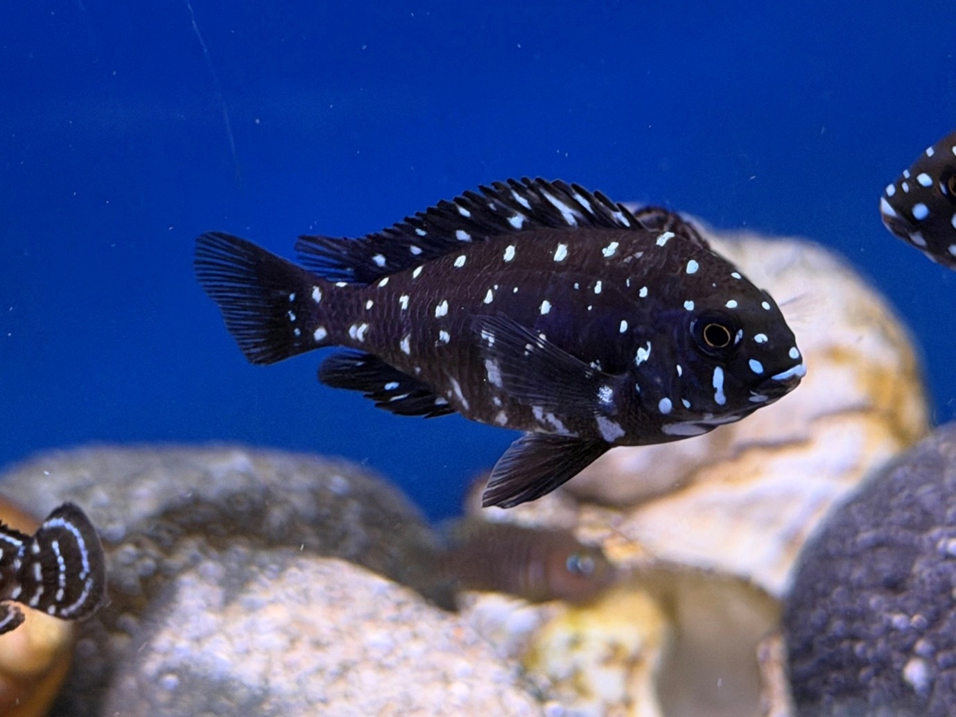  Tanganyikan cichlids 