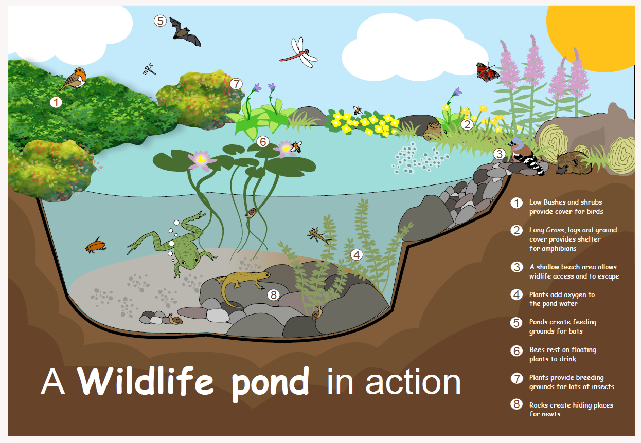 Create a wildlife pond