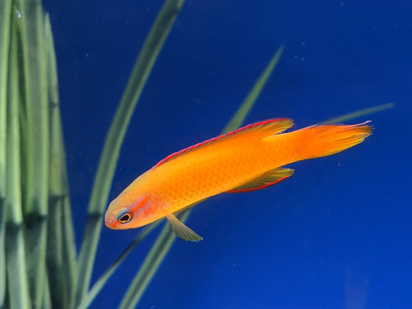 Yellow assessor (Assessor flavissimus)