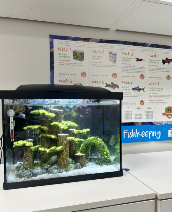 Hollingwood Primary School - Fishkeeper Fry - Maidenhead Aquatics