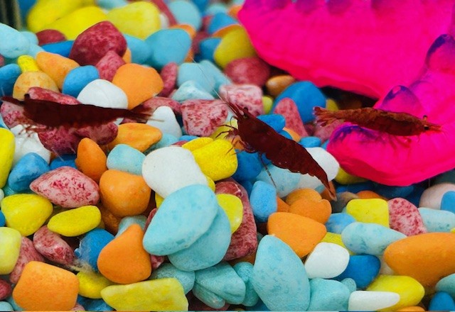 Iver Heath Junior School - Fishkeeper Fry 2026 - Maidenhead Aquatics