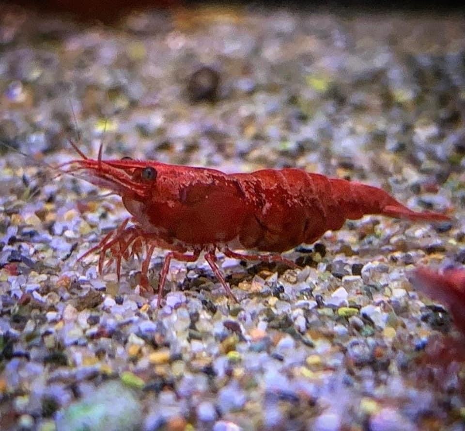 Cherry Shrimp Maidenhead Aquatics