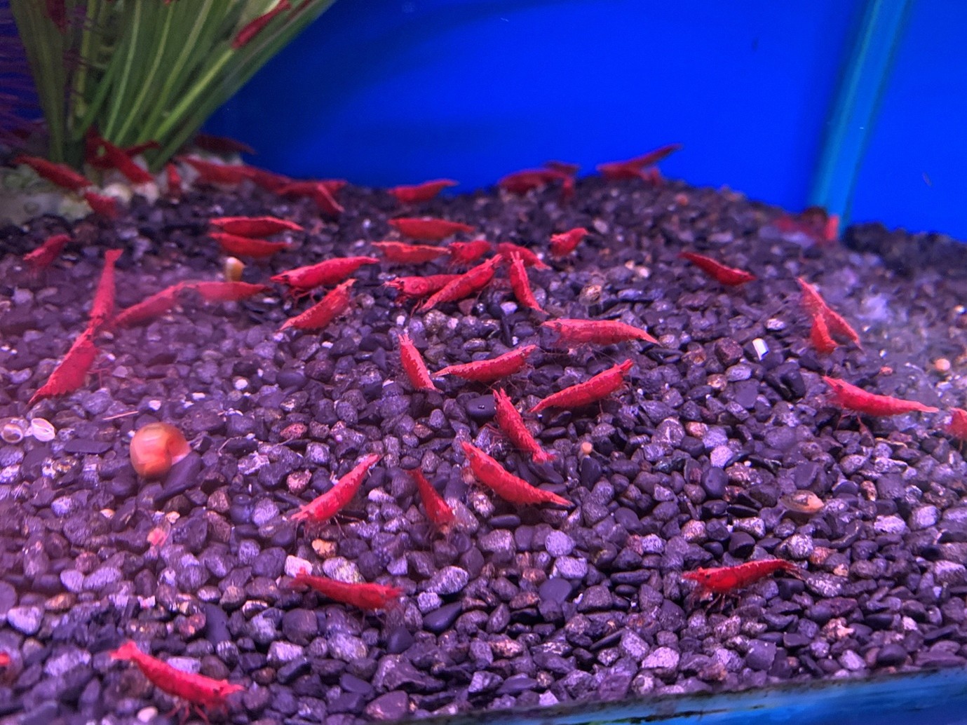 Cherry shrimp, Neocaridina davidi, atMaidenhead Aquatics