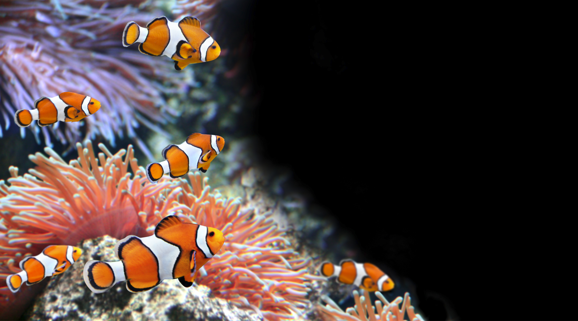 clownfish and anemone on black background